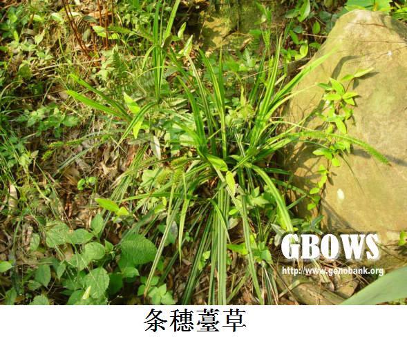 條穗薹草 條穗薹草