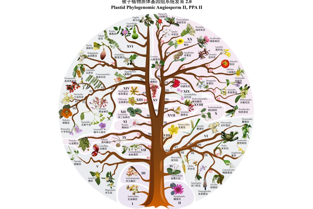 被子植物門 被子植物門