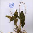 齒突羊耳蒜 齒突羊耳蒜