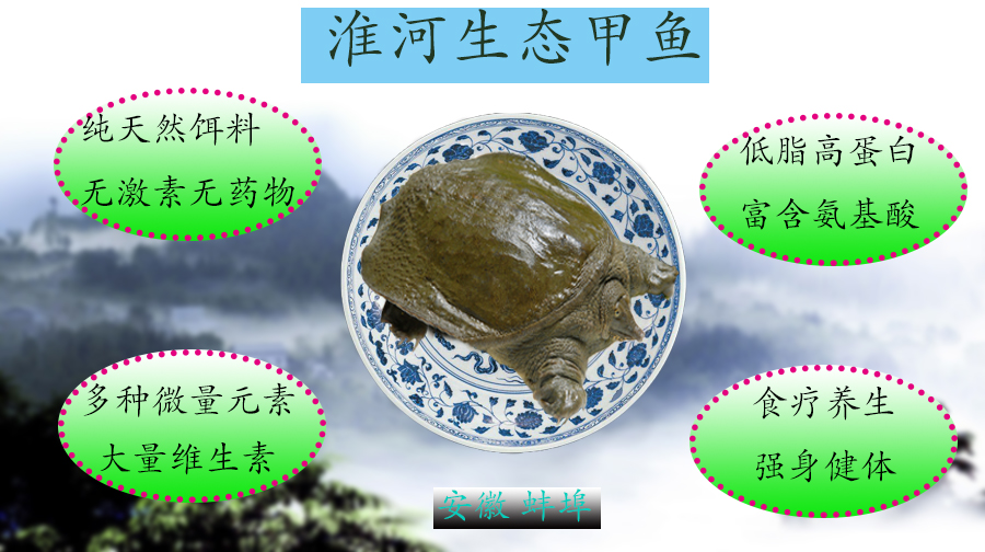 淮河生態甲魚