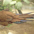 銅尾孔雀雉