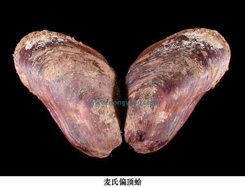 長偏頂蛤 長偏頂蛤