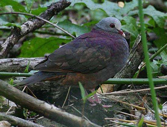 灰頭鶉鳩 灰頭鶉鳩