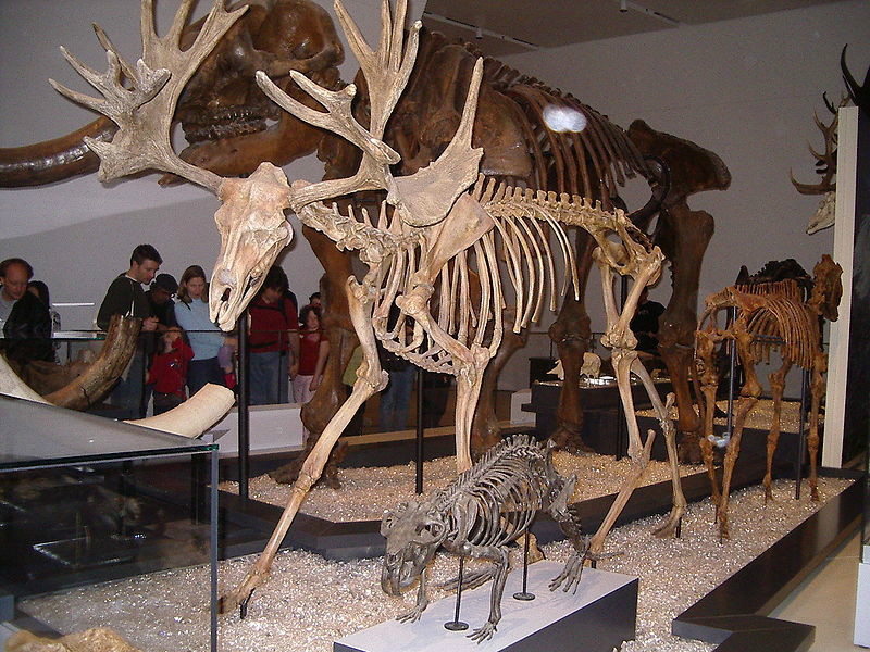 罕角駝鹿化石