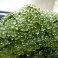 長莖葡萄蕨藻