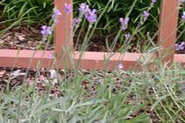 Lavandula × intermedia (Dutch Group) Lavandula × intermedia (Dutch Group)