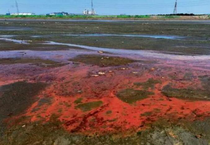 葫蘆島市新廠大橋附近，退潮後河道水呈紅色。（資料）