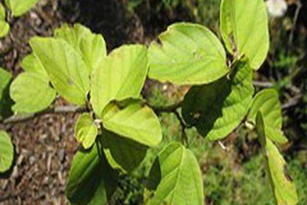 Fothergilla gardenii \x27Windy City\x27 Fothergilla gardenii \x27Windy City\x27