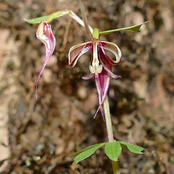 Stigmatodactylus bracteatus