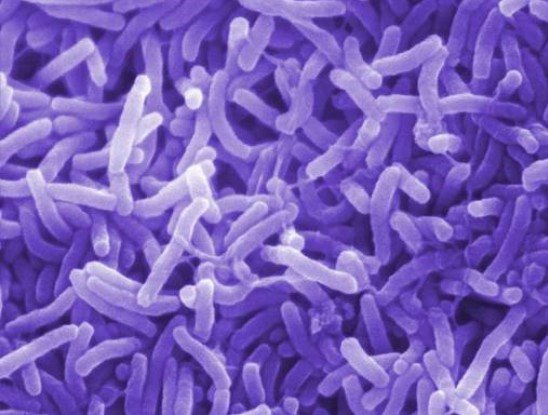 紫細菌