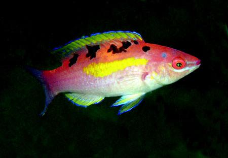 珊瑚礁三角區閃光的瀨魚