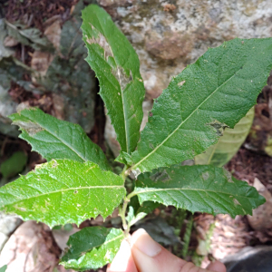 鷹爪菊