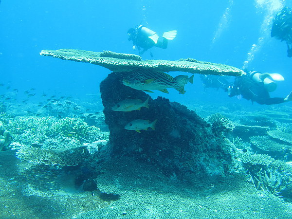 方格軸孔珊瑚