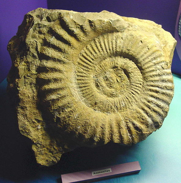 一個菊石亞綱的化石