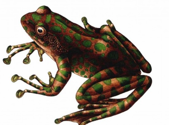 綠點湍蛙