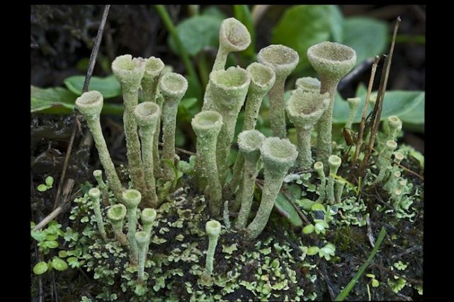 喇叭粉石蕊 喇叭粉石蕊