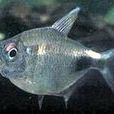 銀瓶燈魚 銀瓶燈魚