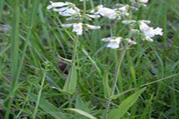 Penstemon pallidus