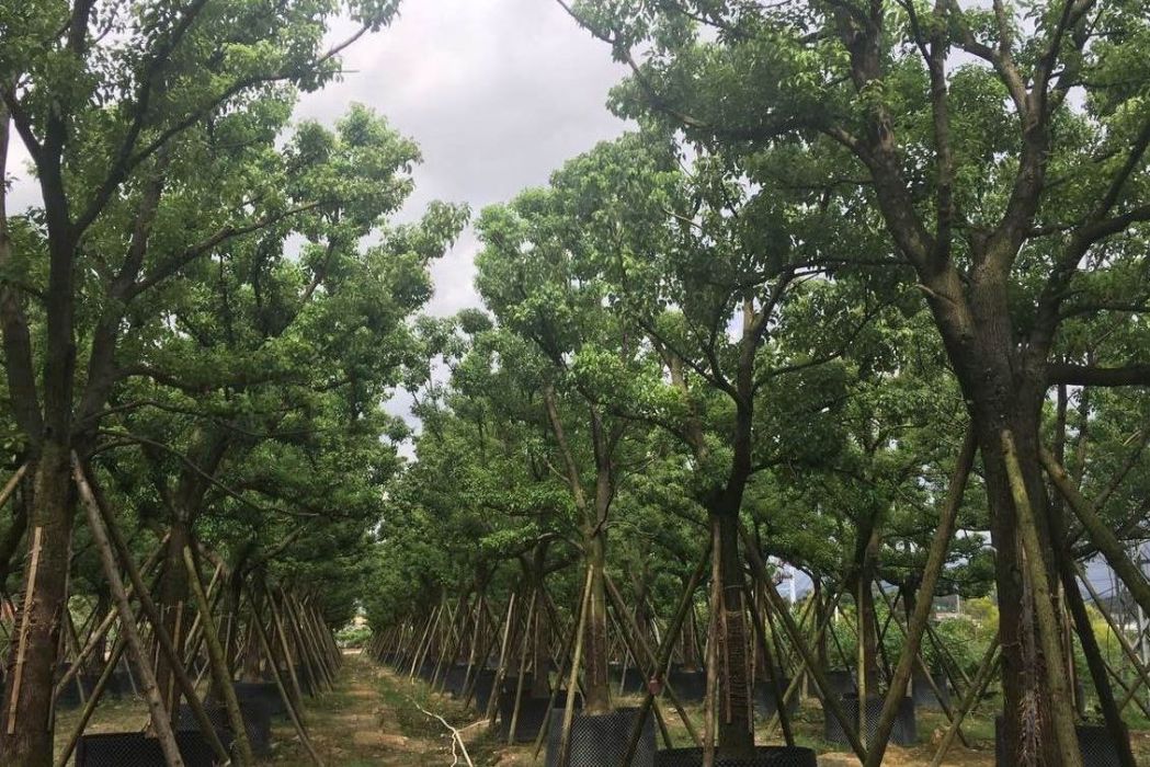 香樟福建95 香樟福建95