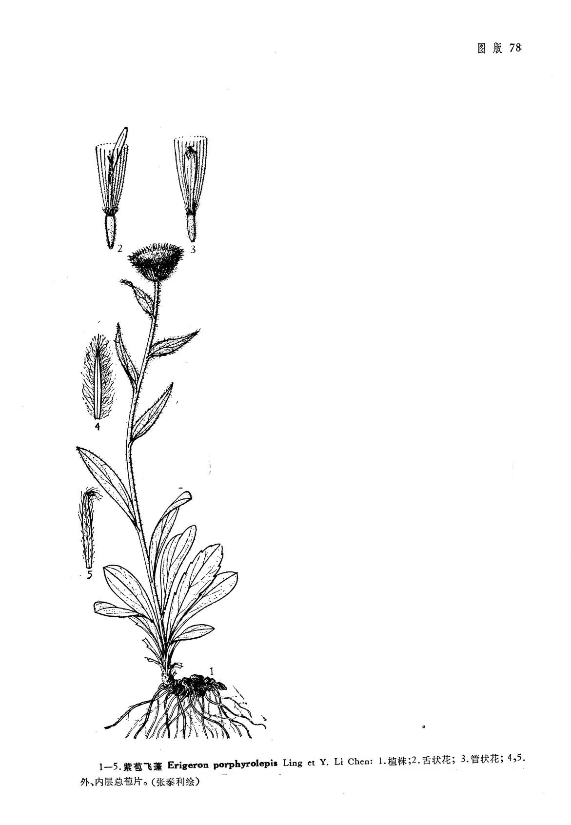 膜苞藁本-神农架植物-图片