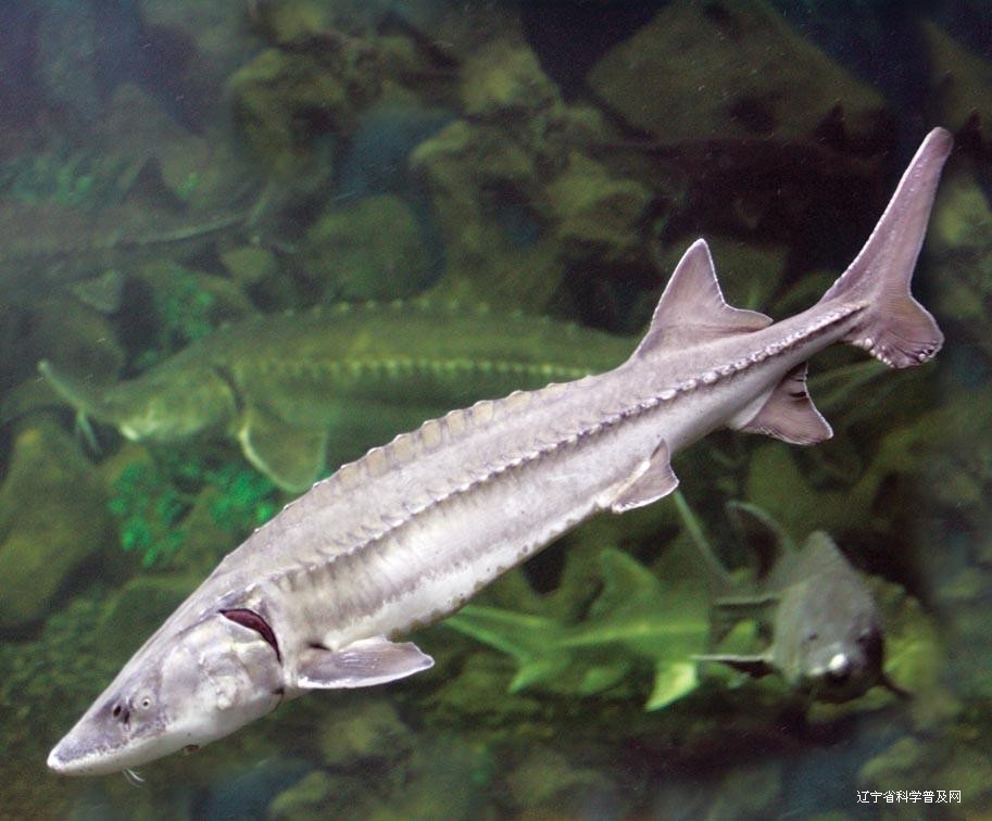 瀕危魚類：野生中華鱘親魚