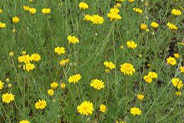 Anthemis tinctoria Anthemis tinctoria
