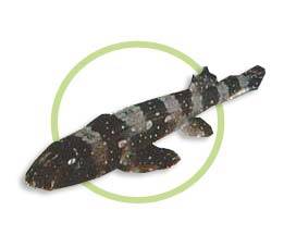 條紋斑竹鯊