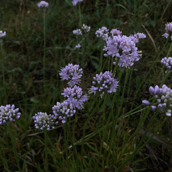 Allium lusitanicum