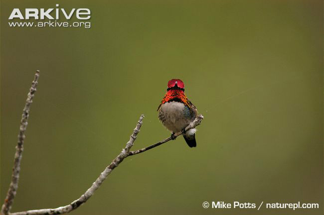 紅隱蜂鳥