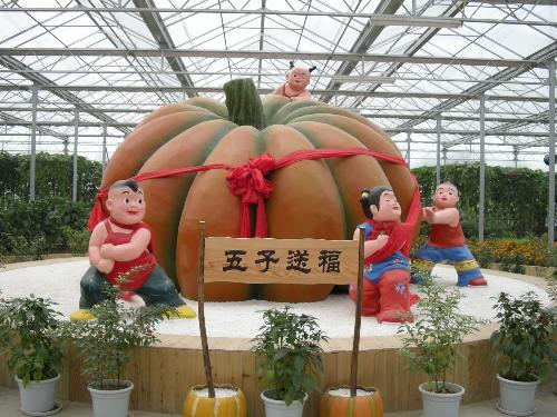觀光南瓜 觀光南瓜
