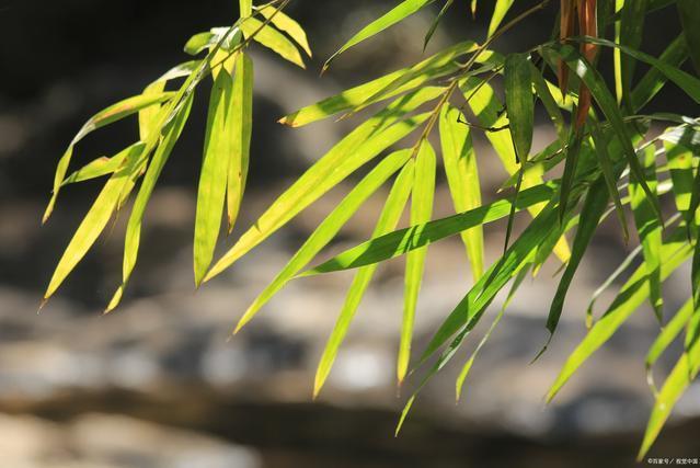 永善懸竹 永善懸竹