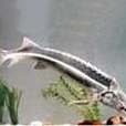 鑽洞魚 鑽洞魚