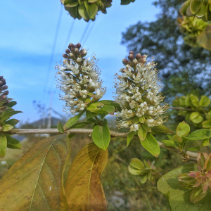 Combretum deciduum