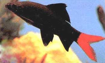 紅尾黑鯊