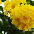 黃花風鈴 黃花風鈴