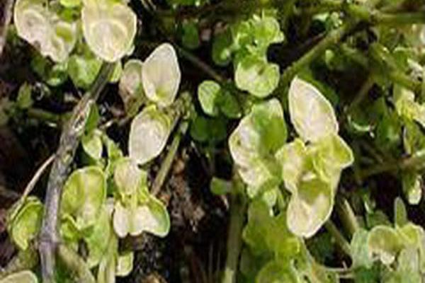 Origanum vulgare \x27Aureum\x27 Origanum vulgare \x27Aureum\x27