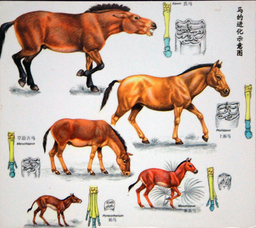 馬的進化示意圖