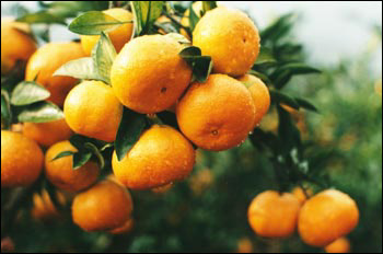 塔下鄉柑橘