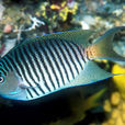 黑斑月蝶魚 黑斑月蝶魚