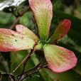 鉤枝藤科 鉤枝藤科