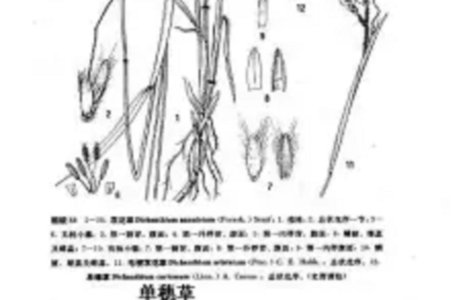 單穗草 單穗草