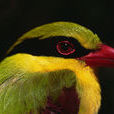 黃胸綠鵲