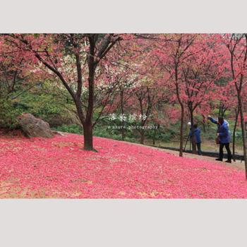 衡陽南郊公園櫻花園