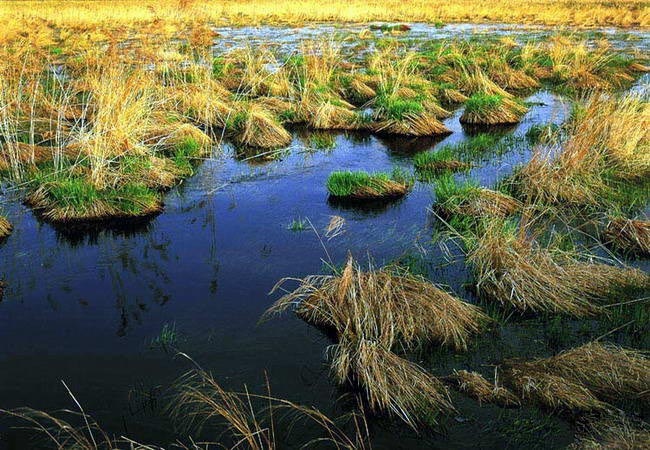 黑龍江東方紅濕地國家級自然保護區