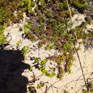 Anthospermum prostratum