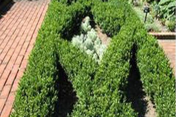Buxus sempervirens \x27Rochester\x27 Buxus sempervirens \x27Rochester\x27