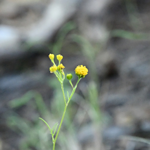 Hymenothrix palmeri
