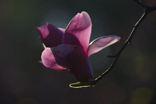 紫嫣玉蘭 紫嫣玉蘭
