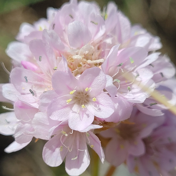 Armeria ruscinonensis