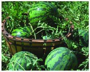 有機農業——西瓜